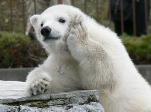 札幌円山動物園 - 北海道の観光情報ならデジタルマップGnome