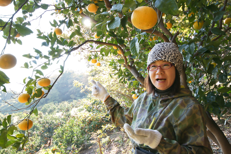 姉妹のみかんのカタチ～森幸農園～ | 沼津ジャーナル