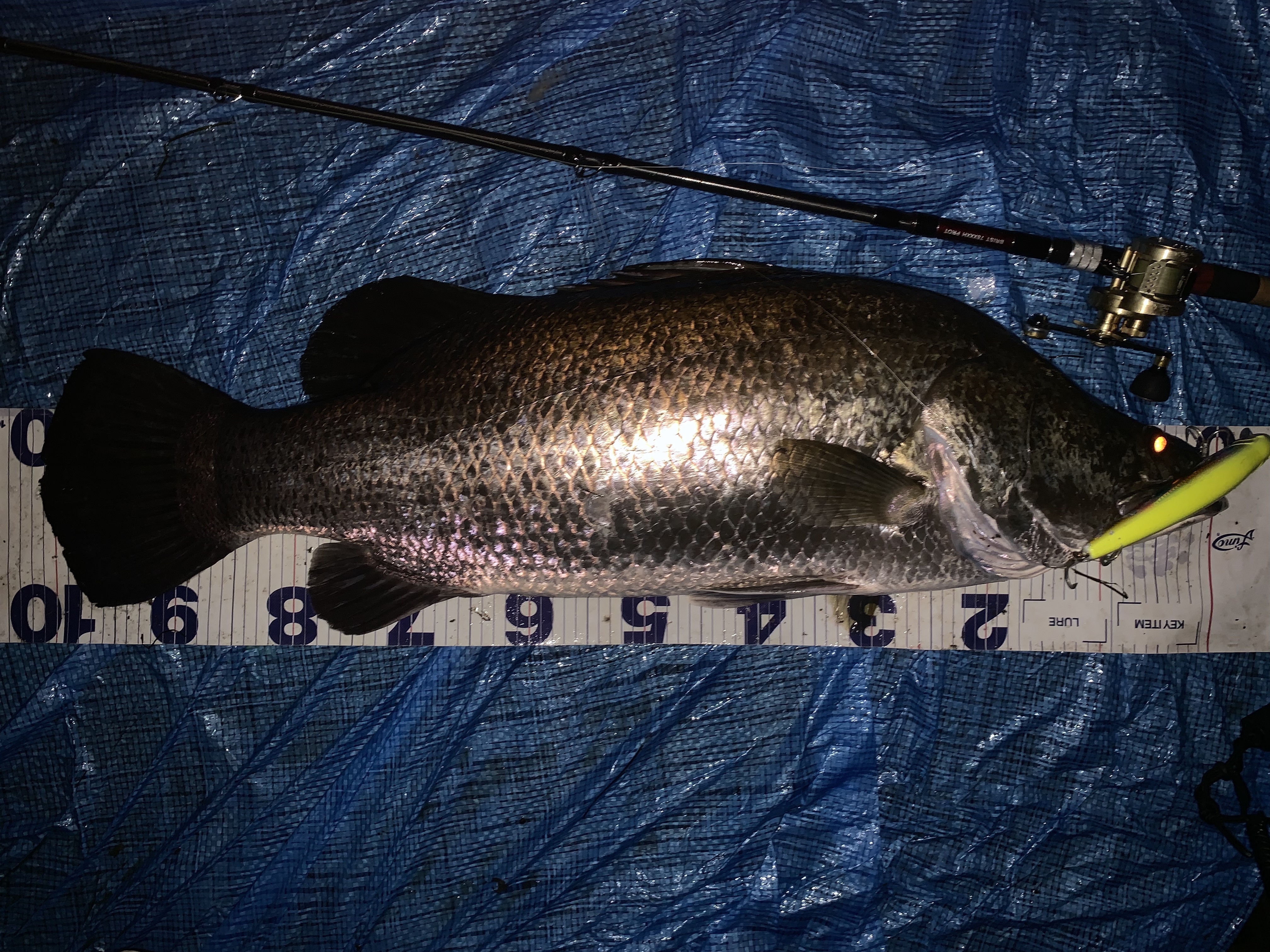 BRISTcomodo8.3XXXXH（ブリスト コモド）インプレ | アカメブログ