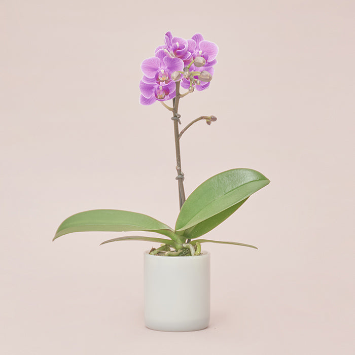 ＆Green Orchid Deep pink（胡蝶蘭ディープピンク）｜土を使わない観葉