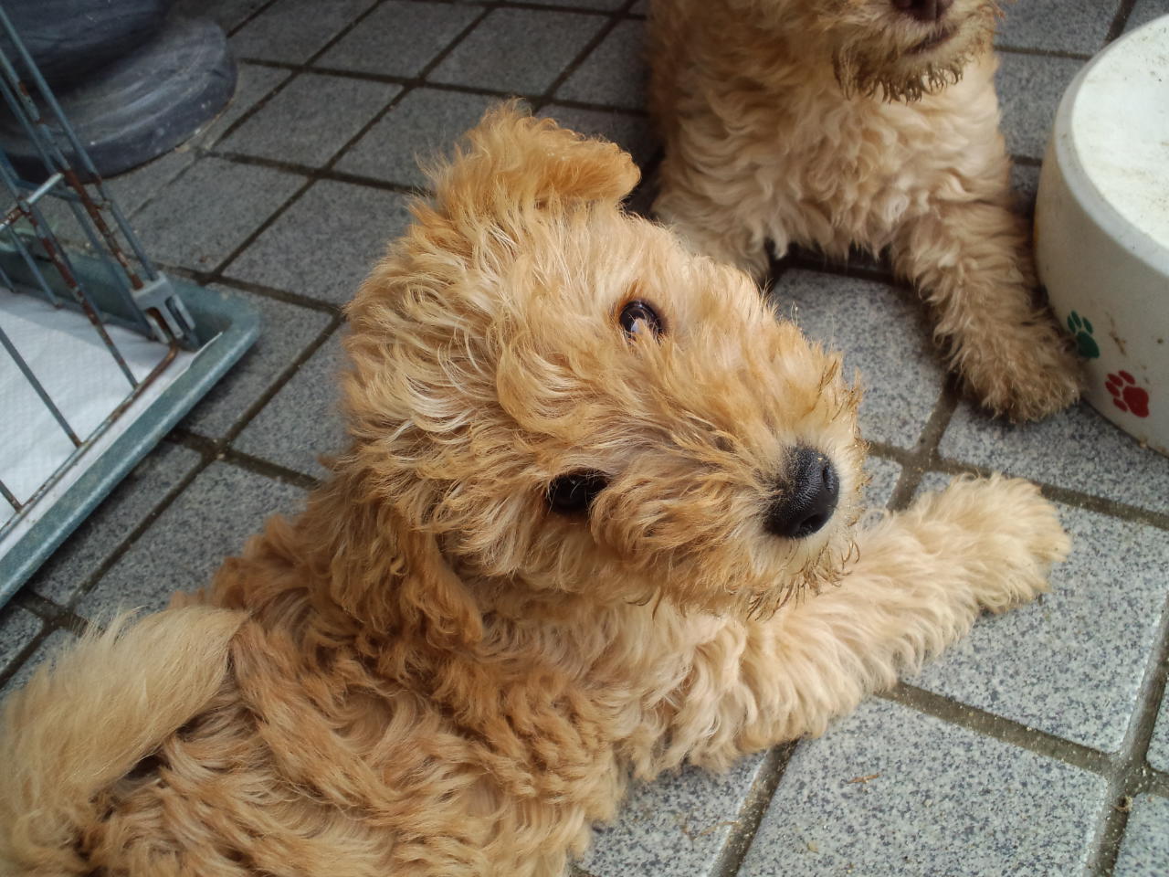 レイクランドテリアとは？