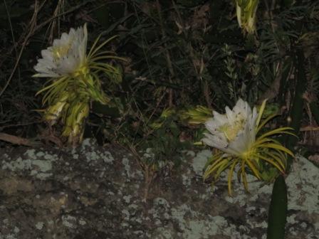 月下美人 | 小笠原ブログ | 自然を守り自然に親しむ エコツーリズムの島