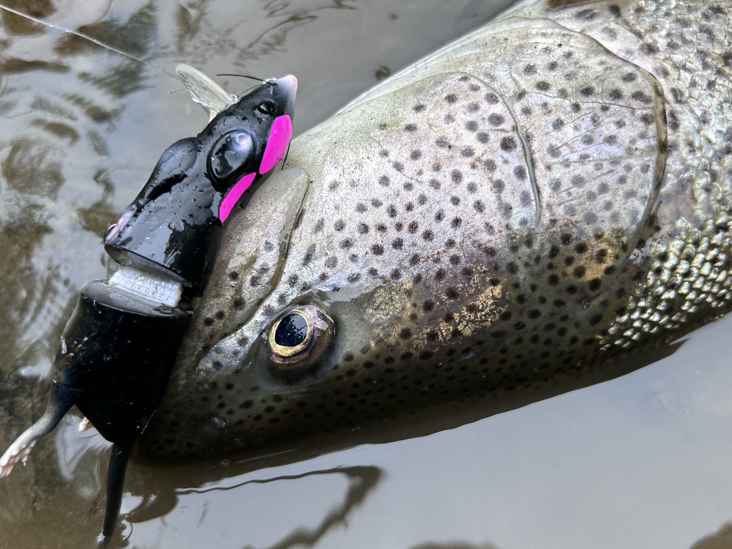 渓流イトウ】幻の魚をネズミルアーで攻略！【サベージギア】 - 道東の