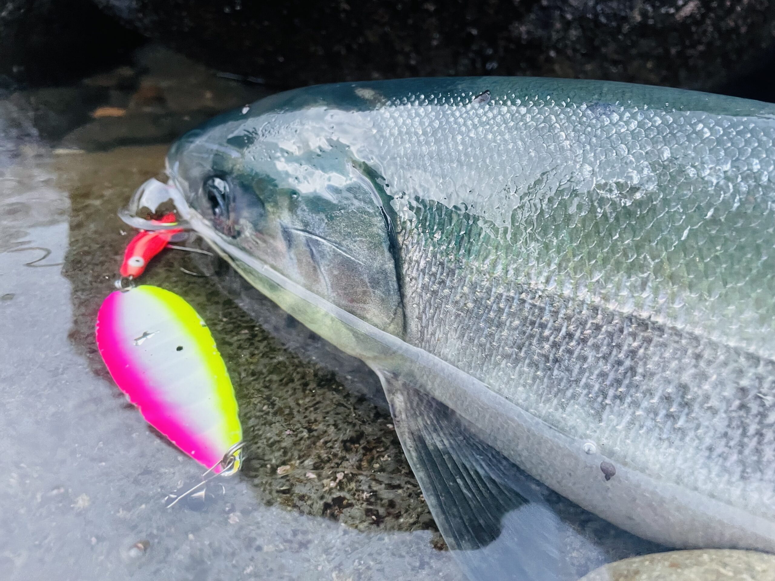 お買い得】今すぐ始めれる鮭ウキルアー釣りセット！他にも鮭釣りに