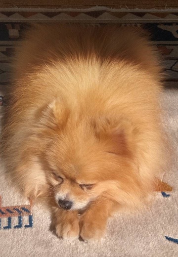 Dog Shelter | 〔2501P03〕ポメラニアン オス 推定5歳 体重2.34kg