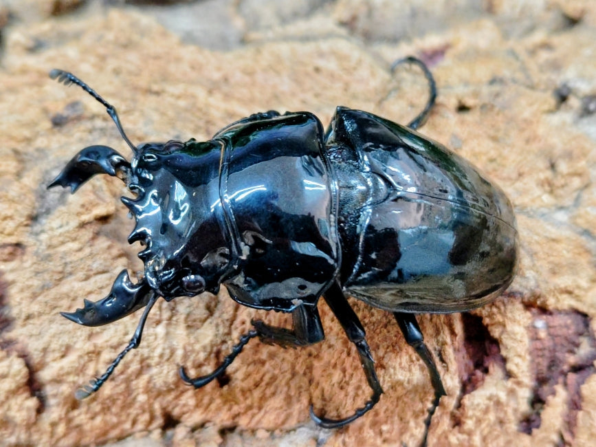 2025.12.7.新入荷!! – クワガタムシ・カブトムシ昆虫専門店COLORS