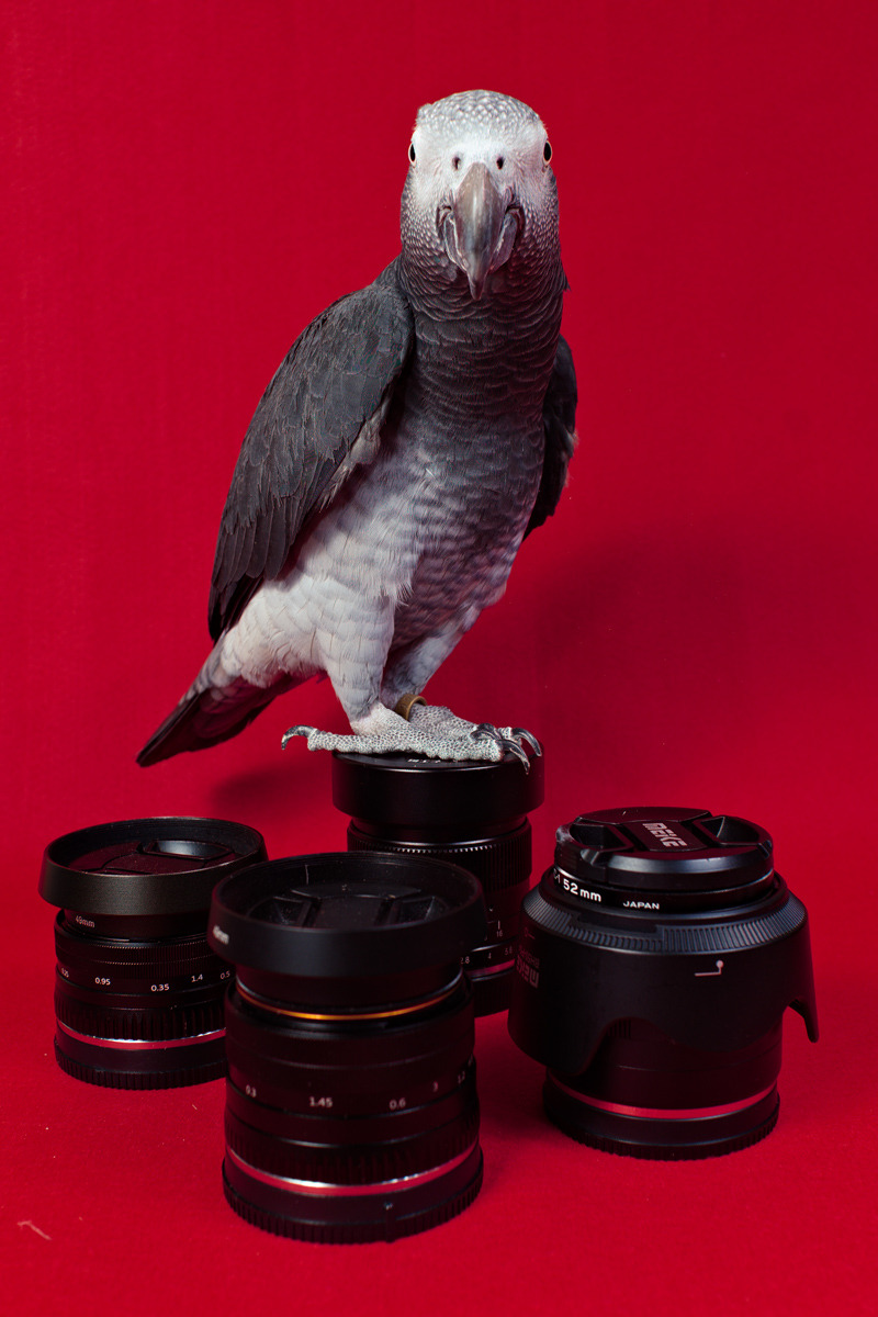 MEIKE 25mm F1.8: 薔薇迷写真・放送部