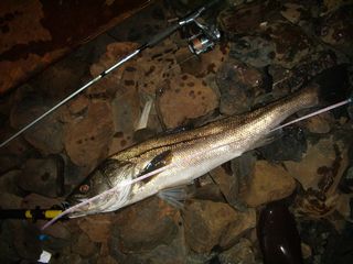 サーフスターSGP-86Lの評価