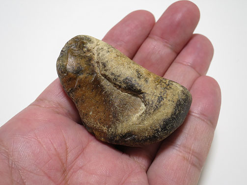 クジラの耳骨？ | hiroimono