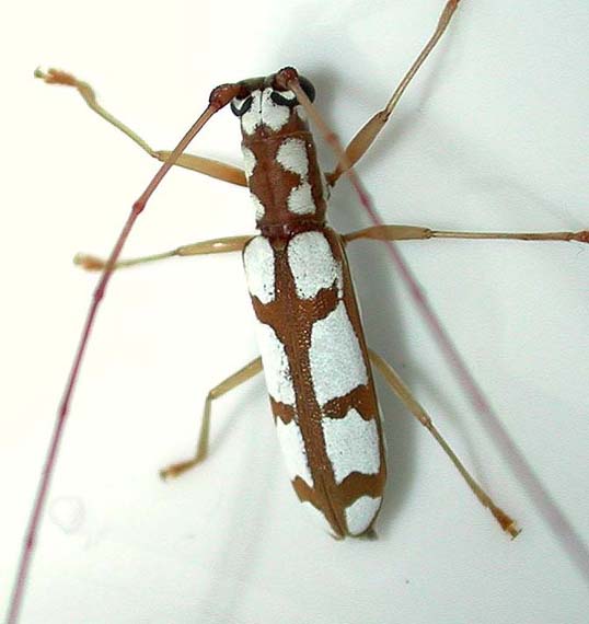 カミキリムシ（日本産カミキリ970種写真公開）