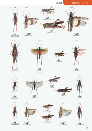 日本産直翅類標準図鑑