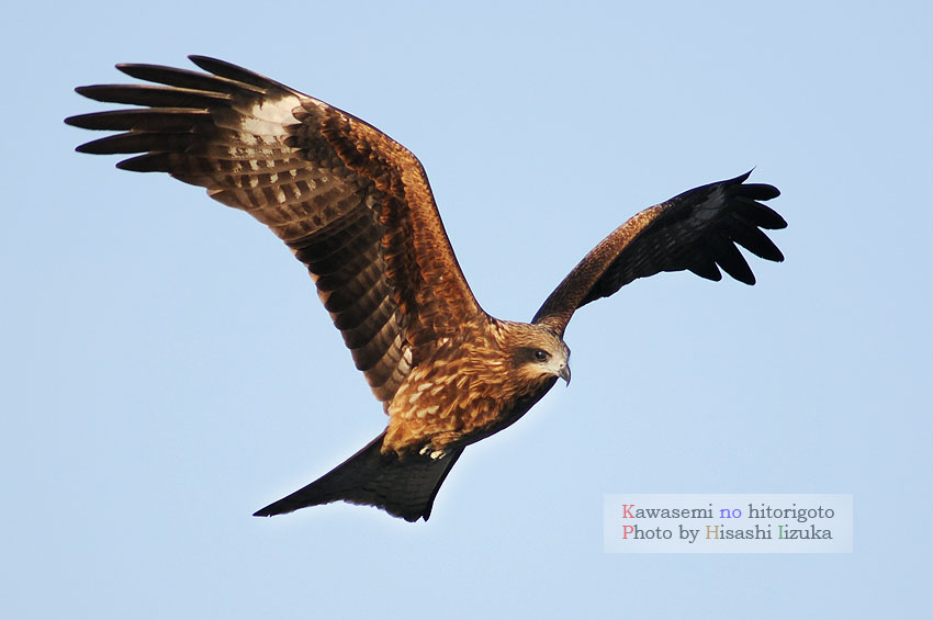 愛称でいいよ: かわせみのひとりごと