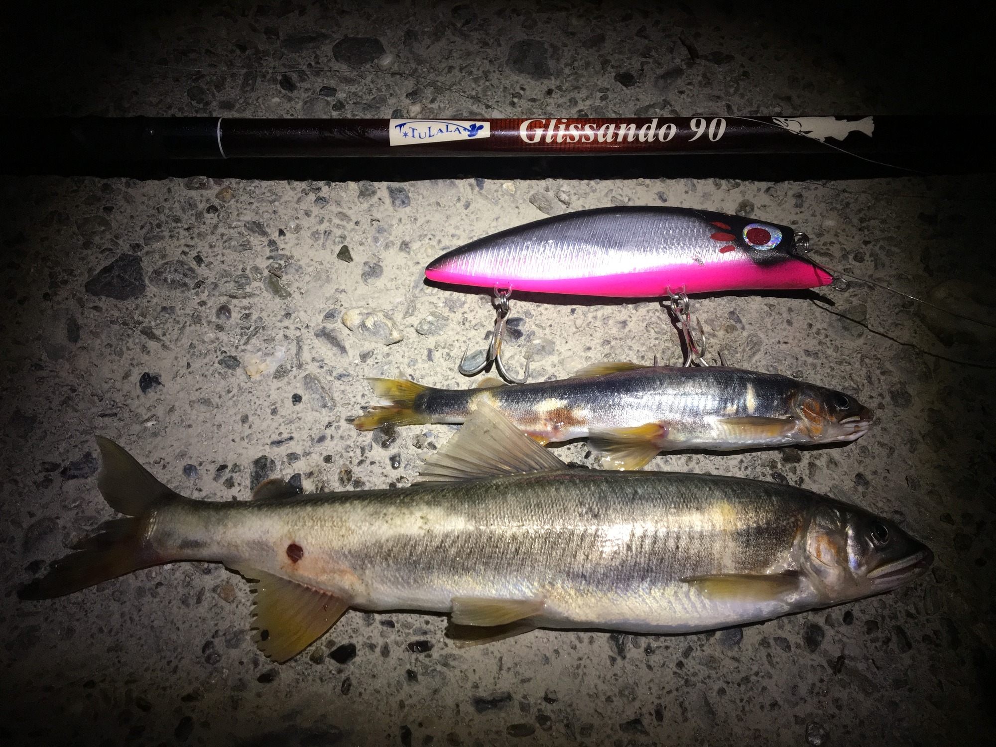 キョロキョロ140Fについて ～アクション編～ : Ridgeline 伊豫水郷