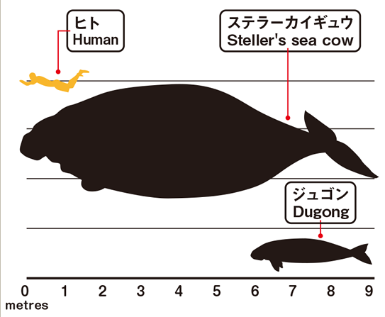 LOST ZOO | 北太平洋の巨大海牛、ステラーカイギュウ