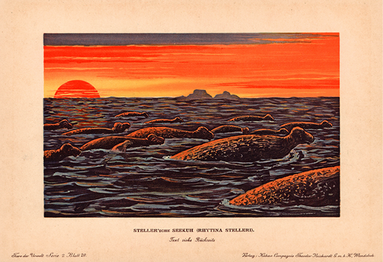 LOST ZOO | 北太平洋の巨大海牛、ステラーカイギュウ