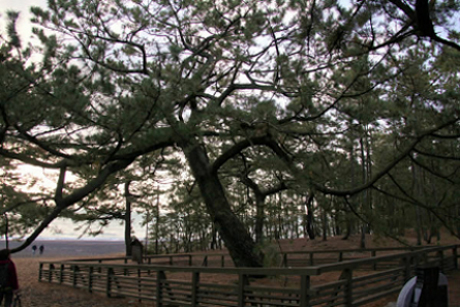 羽衣の松 – 「羽衣の松」と「三保松原」清水海岸ポータルサイト