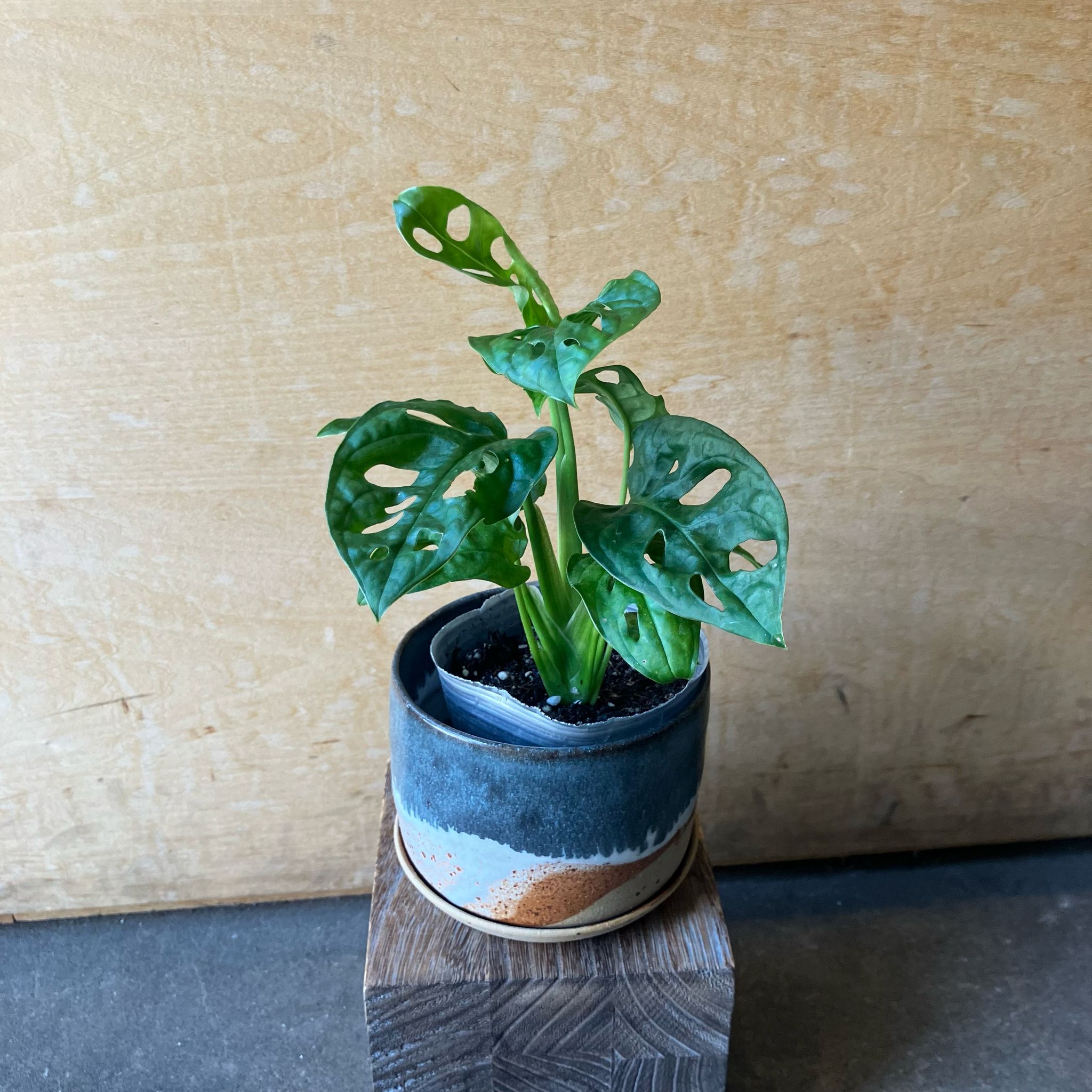 Swiss Cheese Plant ( Monstera friedrichsthalii) スイスチーズ