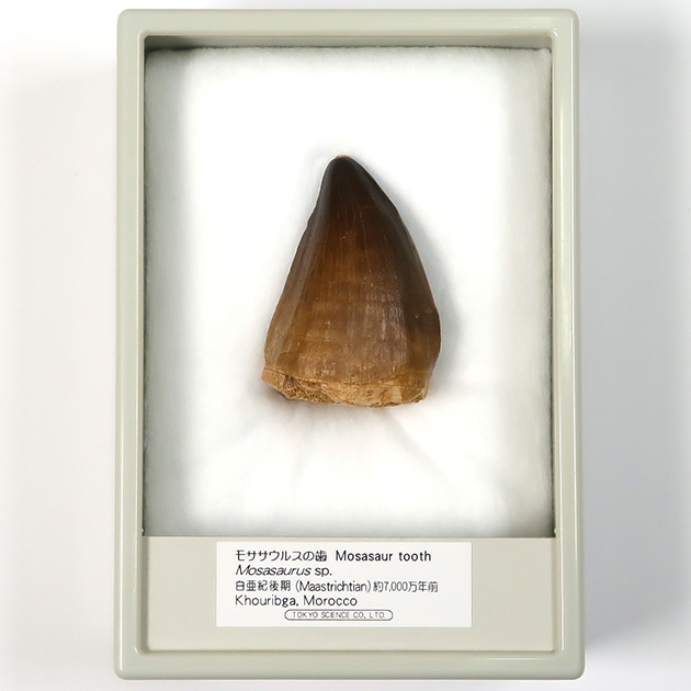 モササウルスの歯（Mosasaurus）｜化石販売・鉱物販売の東京サイエンス