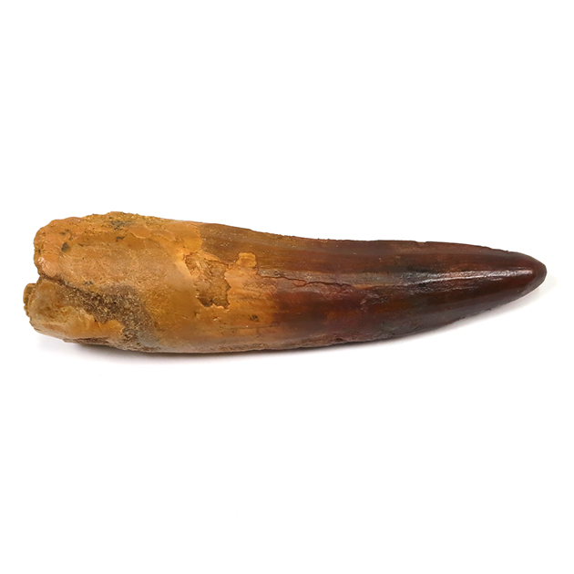 スピノサウルスの歯（Spinosaurus）｜化石販売・鉱物販売の東京サイエンス