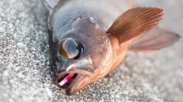 メバル | 製品カテゴリー | (株)宇崎日新（NISSIN）| 磯・船・渓流など