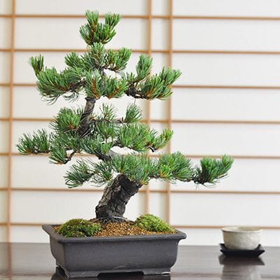高松盆栽 五葉松 「威風堂々」を販売 ｜盆栽妙 – 盆栽妙 本店