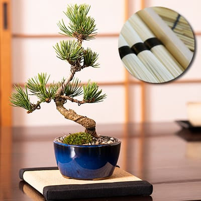 樹齢5年 ミニ五葉松丸小鉢とそうめん納涼セット｜盆栽妙 – 盆栽妙 本店