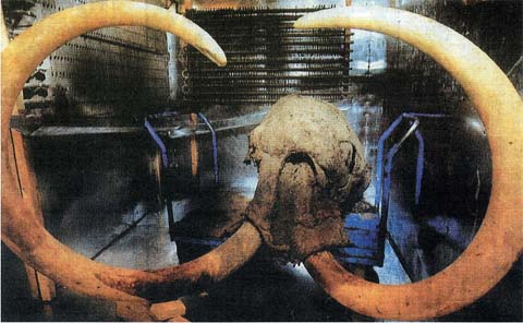 マンモス展示の真実物語/玉村富男