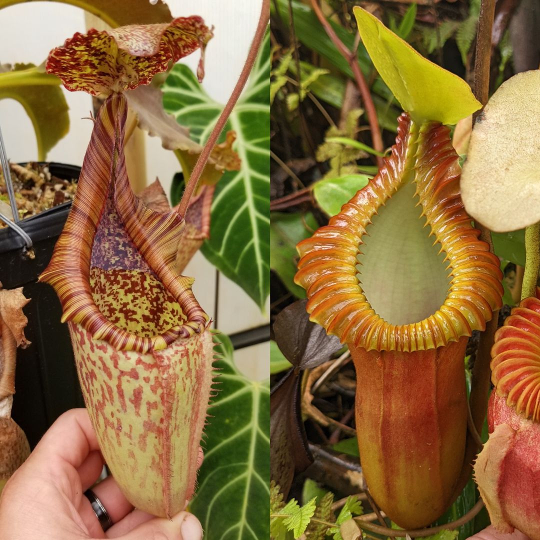 Nepenthes maxima Wavy Leaves x macrophylla CAR-0618 – Carnivero