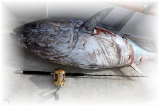 マーリン カジキ 株式会社 カーペンター ルアー 釣り GTフィッシング