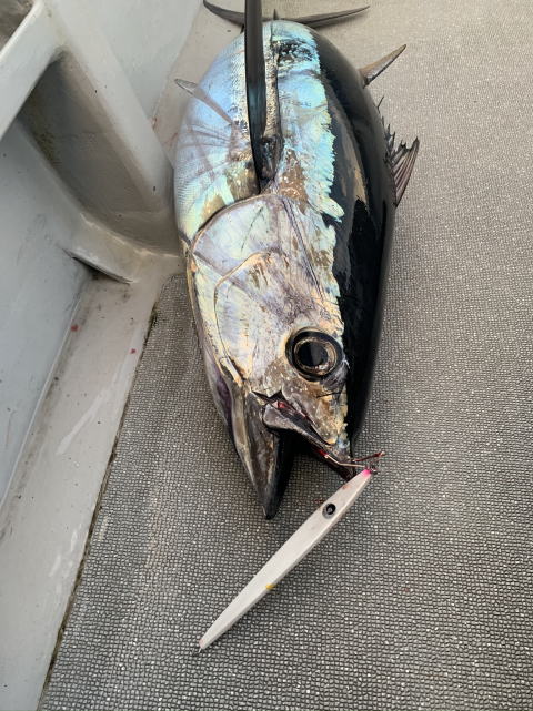 カーペンタージグ 1514－225