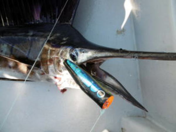 カーペンター ダムセル