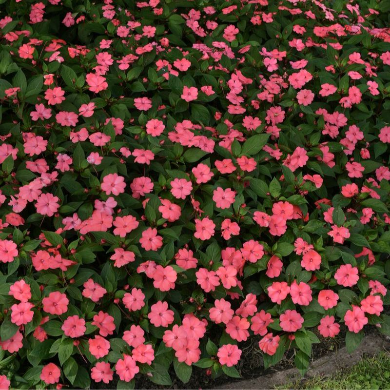 Impatiens Solarscape Xl Salmon Glow F1 Seed – Harris Seeds
