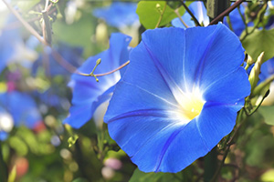 朝顔 あさがお アサガオ 鉢植え 西洋 ヘンリーブルー 商品詳細｜ブルー