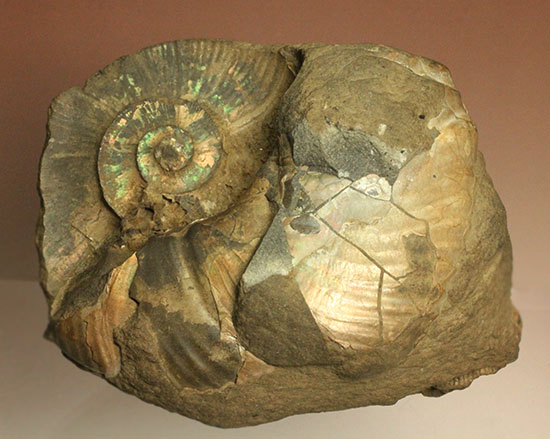 二本木認定コレクション！希少！気房の内部構造が露わになった北海道