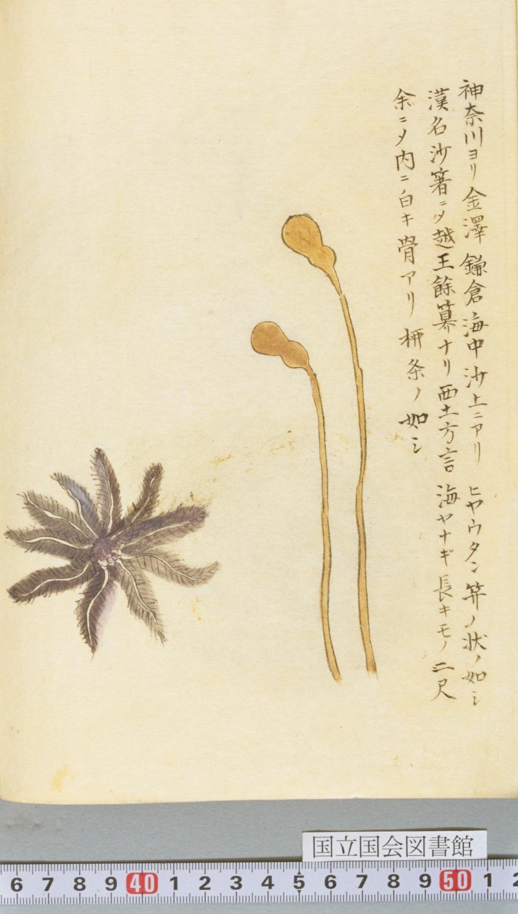 地球 絶滅昆虫記 の挿絵 四本充氏の原画④ 地球絶滅昆虫記の挿絵① 四