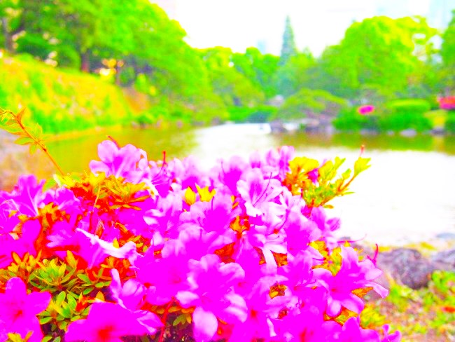 日比谷公園花散歩