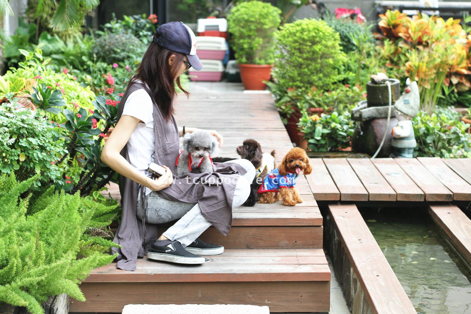 トイプードル・ティーカッププードル 幼隆（ヨーロー）名犬飼育センター