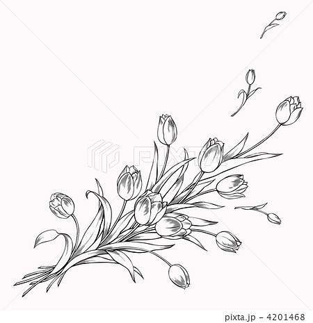 チューリップ・モノクロのイラスト素材 [4201468] - PIXTA