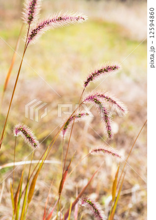 草もみじ(えのころぐさ) パステル画 草もみじ(えのころぐさ) パステル画