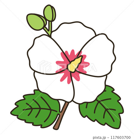木槿花のイラスト素材 - PIXTA