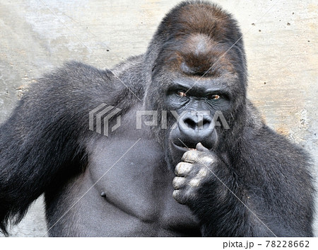 ゴリラ 動物 猿 ポーズの写真素材 - PIXTA