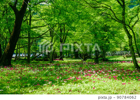 九輪草の写真素材 - PIXTA