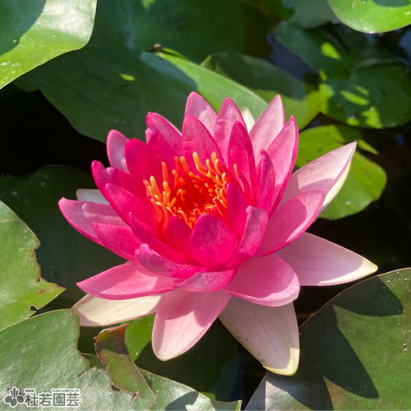 スイレン】 マダム ウィルフロン ゴネール(温帯睡蓮) 19cmカゴ | 杜若