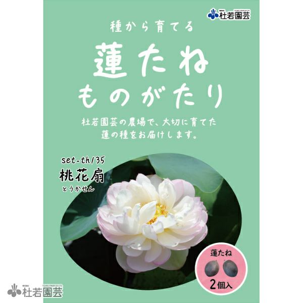 5袋までメール便対応】蓮たねものがたり-桃花扇(とうかせん)【大型種