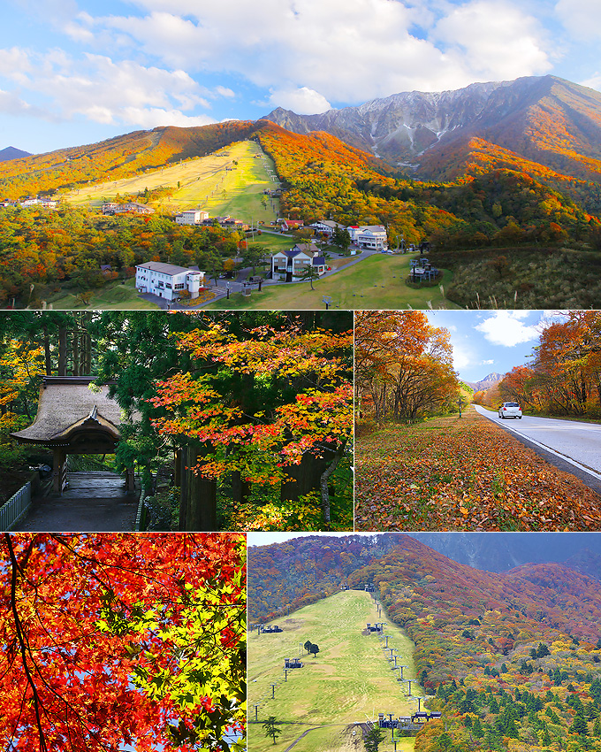 絶景・大山の紅葉！～日本屈指の赤、紅葉に魅せられし秋～ | 鳥取大山
