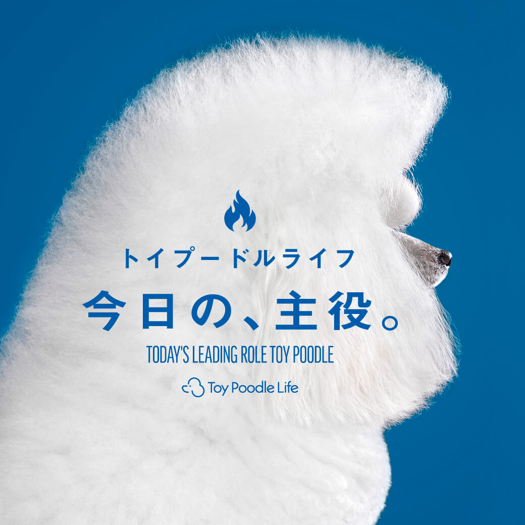 今日も元気かな？」毎日覗きたくなる、まんまるすぎるトイプードル・ね