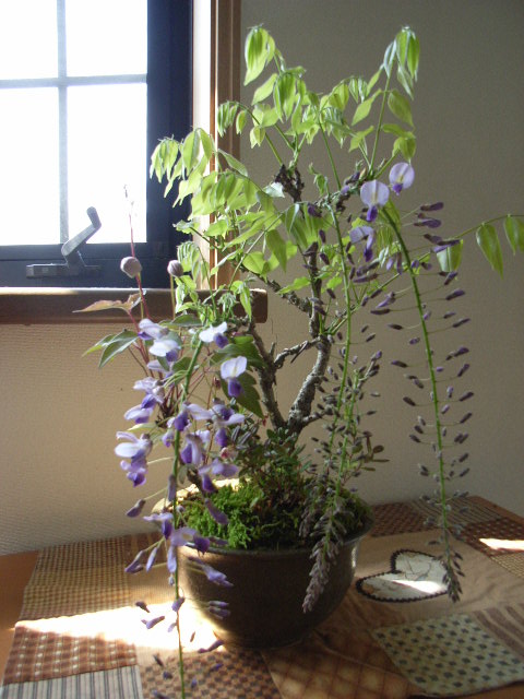 楽天市場】盆栽： 藤と山野草の寄せ植え 【送料無料】 : 園芸百貨店