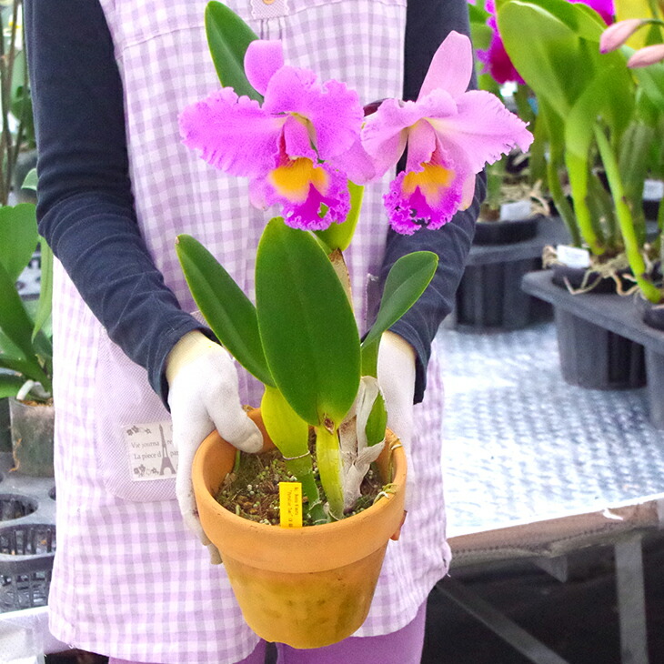 楽天市場】洋ランの苗『大輪カトレア 「ドナキムラ'パラダイスタミ