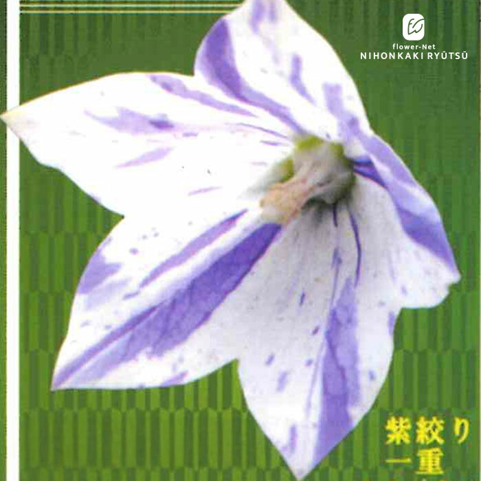 楽天市場】予約販売 キキョウ 苗 紫絞り 一重咲き 9cmポット ガーデン