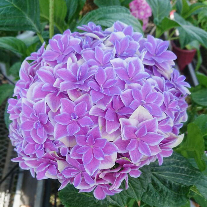 楽天市場】【まもなく締め切り】 予約販売 アジサイ 月の女神 9cm